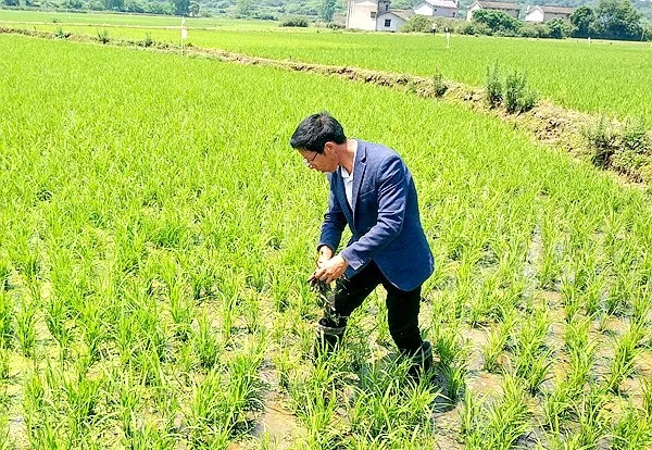 图为田间除草（来源:红网）